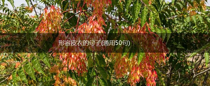 形容皮衣的句子(通用50句),第1张