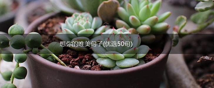 想你的唯美句子(优选50句),第1张