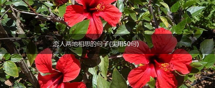 恋人两地相思的句子(实用50句),第1张