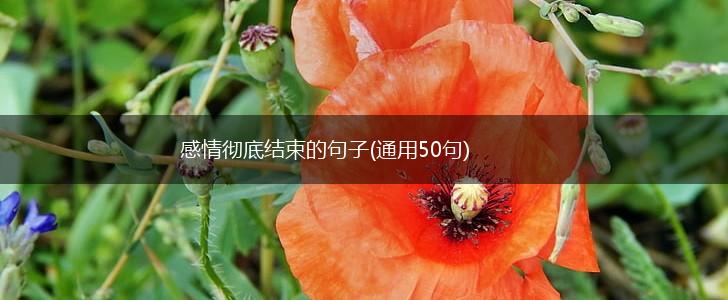 感情彻底结束的句子(通用50句),第1张