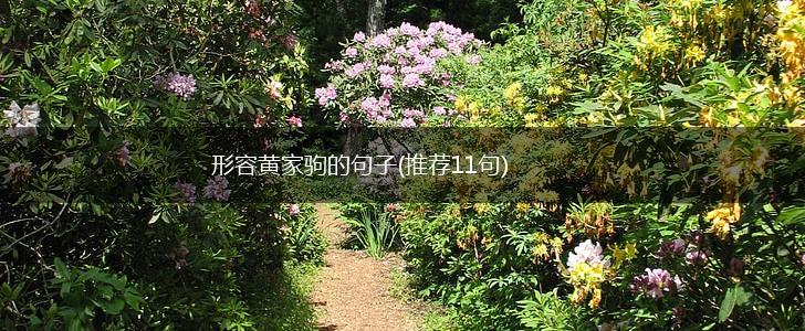 形容黄家驹的句子(推荐11句),第1张
