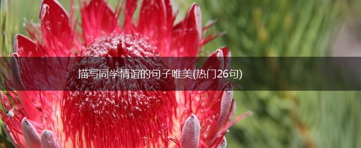 描写同学情谊的句子唯美(热门26句),第1张