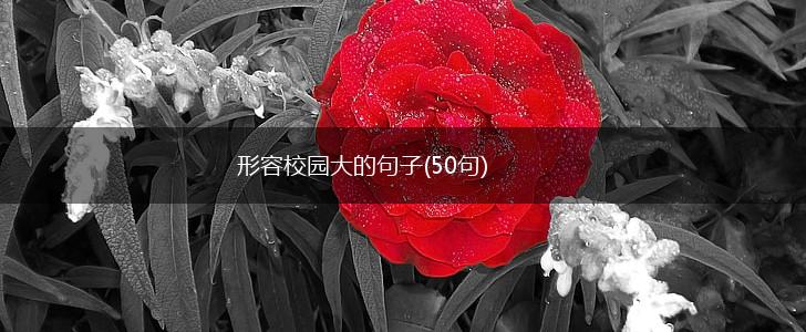 形容校园大的句子(50句),第1张