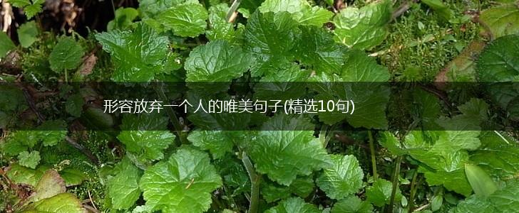 形容放弃一个人的唯美句子(精选10句),第1张