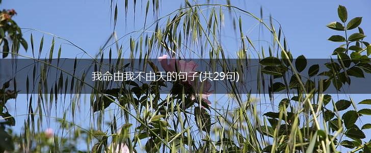 我命由我不由天的句子(共29句),第1张