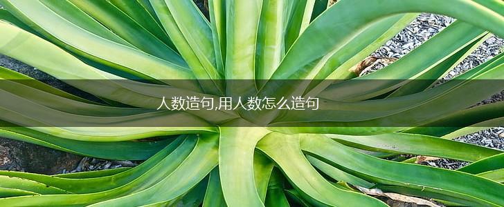 人数造句,用人数怎么造句,第1张