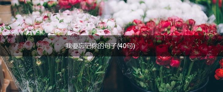 我要忘记你的句子(40句),第1张
