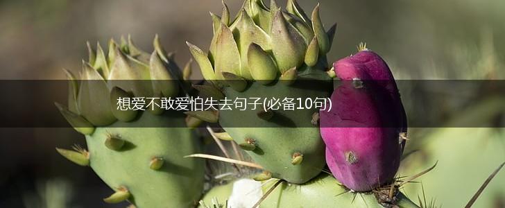 想爱不敢爱怕失去句子(必备10句),第1张