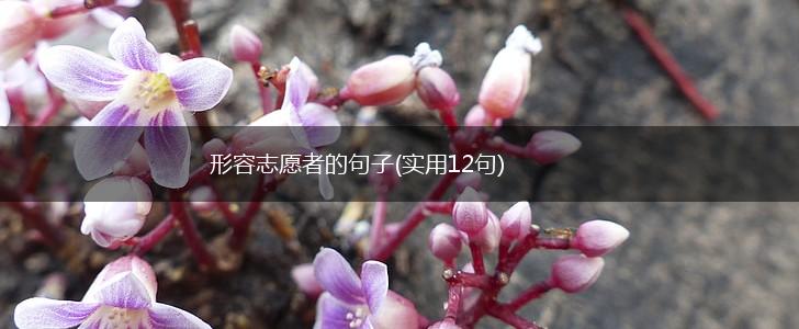 形容志愿者的句子(实用12句),第1张