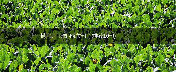 描写乒乓球的优美句子(推荐10句),第1张
