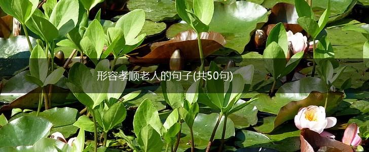 形容孝顺老人的句子(共50句),第1张