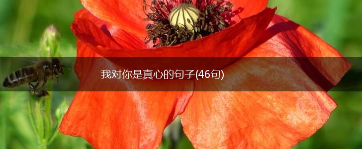 我对你是真心的句子(46句),第1张
