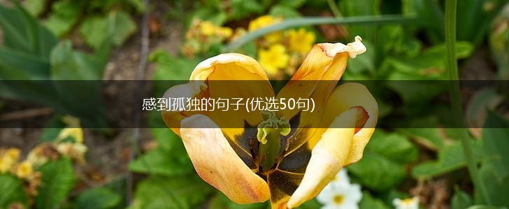感到孤独的句子(优选50句),第1张