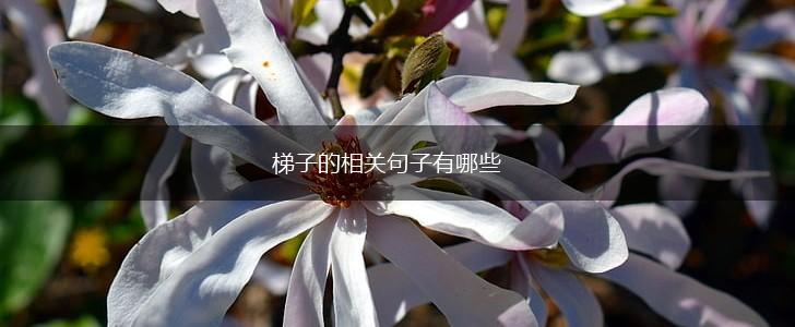 梯子的相关句子有哪些,第1张 梯子的相关句子有哪些,第1张