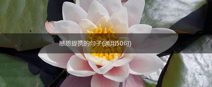 感恩提携的句子(通用50句),第1张