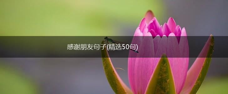 感谢朋友句子(精选50句),第1张