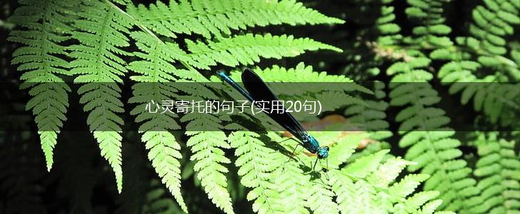 心灵寄托的句子(实用20句),第1张