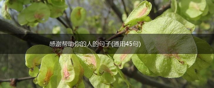 感谢帮助你的人的句子(通用45句),第1张