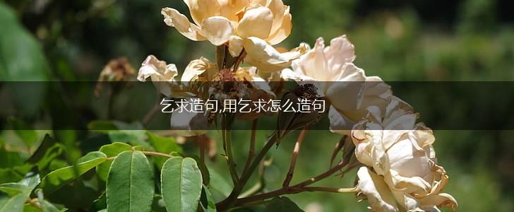 乞求造句,用乞求怎么造句,第1张 乞求造句,用乞求怎么造句,第1张