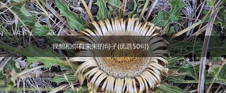 我想和你有未来的句子(优选50句),第1张