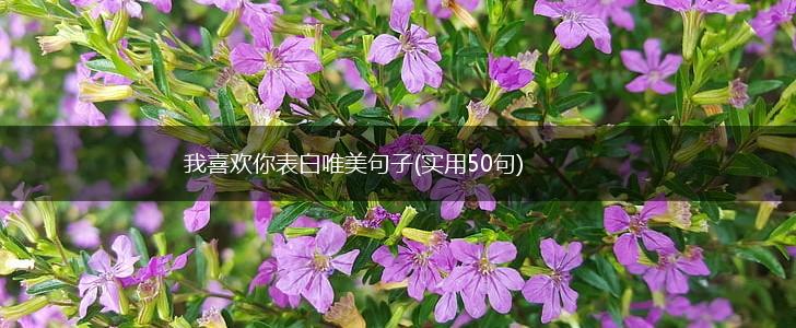 我喜欢你表白唯美句子(实用50句),第1张