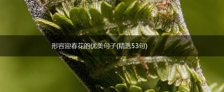 形容迎春花的优美句子(精选53句),第1张