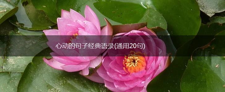 心动的句子经典语录(通用20句),第1张