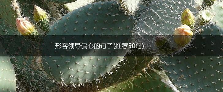 形容领导偏心的句子(推荐50句),第1张