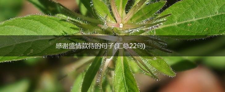 感谢盛情款待的句子(汇总22句),第1张
