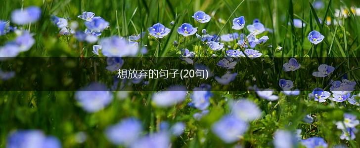 想放弃的句子(20句),第1张