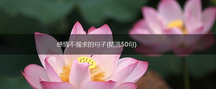 感情不强求的句子(精选50句),第1张
