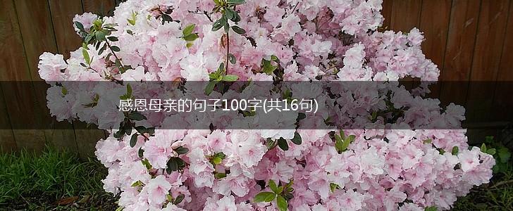 感恩母亲的句子100字(共16句),第1张
