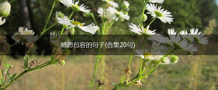 感恩包容的句子(合集20句),第1张