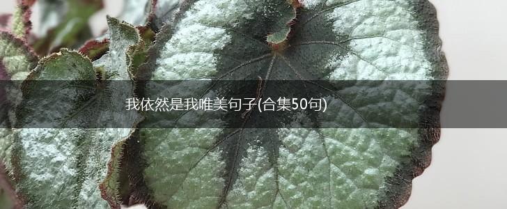 我依然是我唯美句子(合集50句),第1张