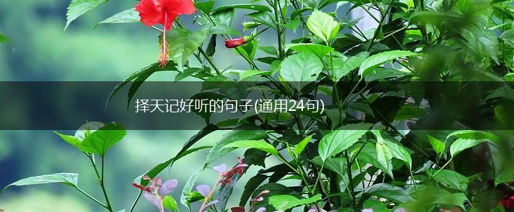 择天记好听的句子(通用24句),第1张