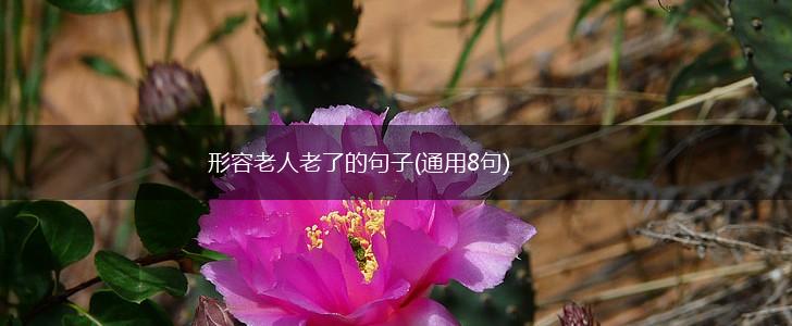 形容老人老了的句子(通用8句),第1张
