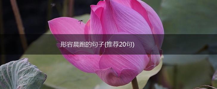 形容晨跑的句子(推荐20句),第1张