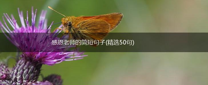 感恩老师的简短句子(精选50句),第1张