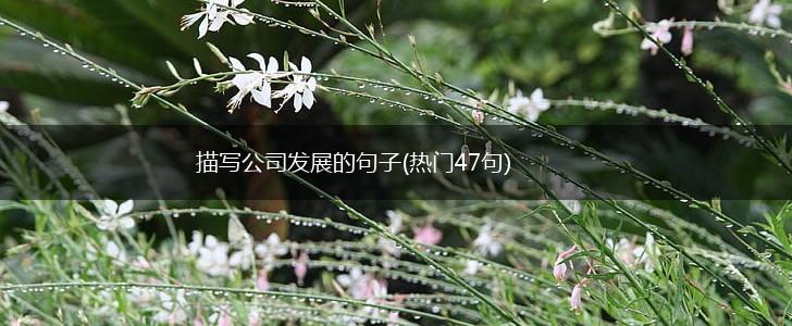 描写公司发展的句子(热门47句),第1张