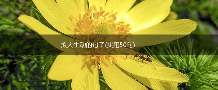 拟人生动的句子(实用50句),第1张
