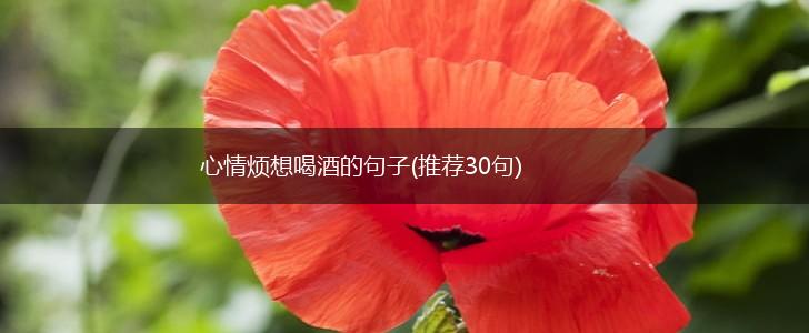 心情烦想喝酒的句子(推荐30句),第1张