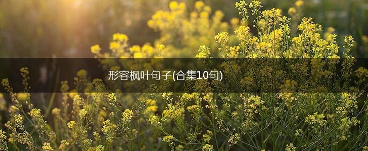 形容枫叶句子(合集10句),第1张