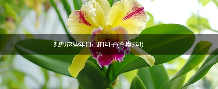 想想这些年自己的句子(合集7句),第1张