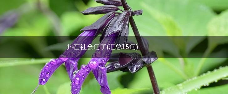 抖音社会句子(汇总15句),第1张