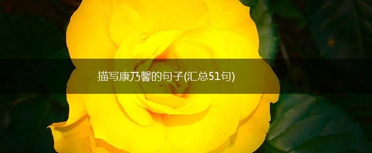描写康乃馨的句子(汇总51句),第1张
