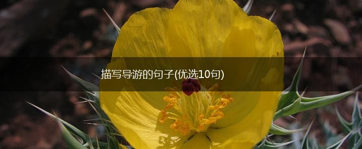 描写导游的句子(优选10句),第1张