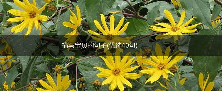 描写宝贝的句子(优选40句),第1张