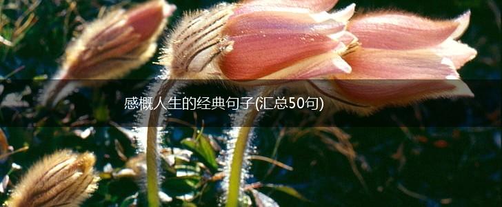 感概人生的经典句子(汇总50句),第1张