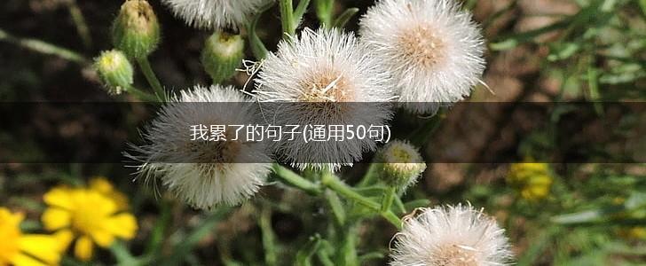 我累了的句子(通用50句),第1张
