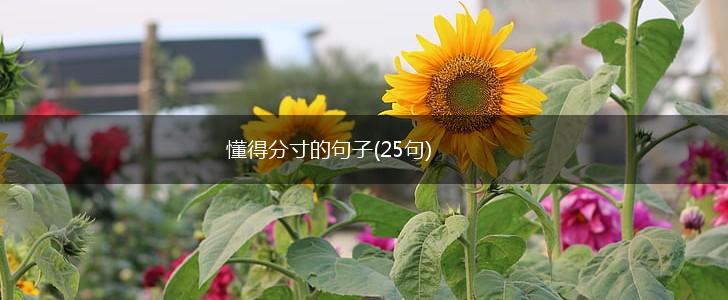 懂得分寸的句子(25句),第1张